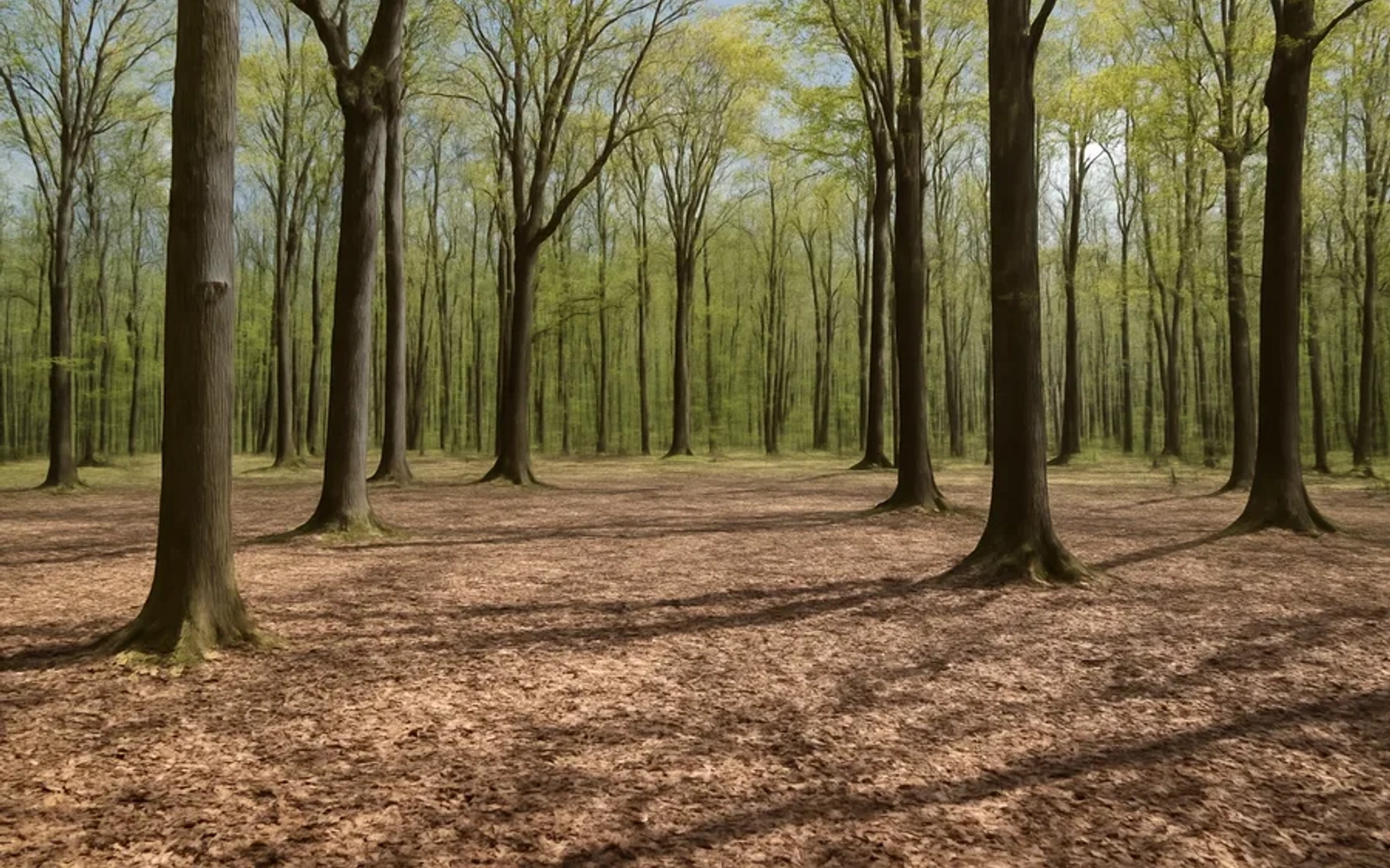 Wooded land in Knox County